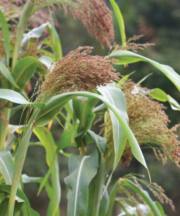 Red Broom Corn - Broom Corn Seed