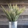 Silver Tip - Ornamental Grass Seed