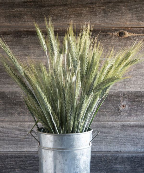 Silver Tip - Ornamental Grass Seed