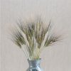 Black Tip Wheat - Ornamental Grass Seed