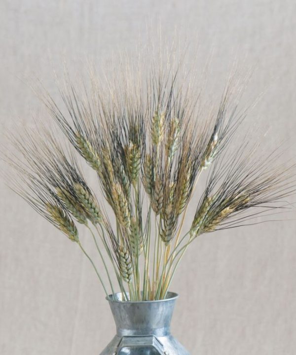 Black Tip Wheat - Ornamental Grass Seed