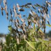 Northern Sea Oats - Organic Grass Seed