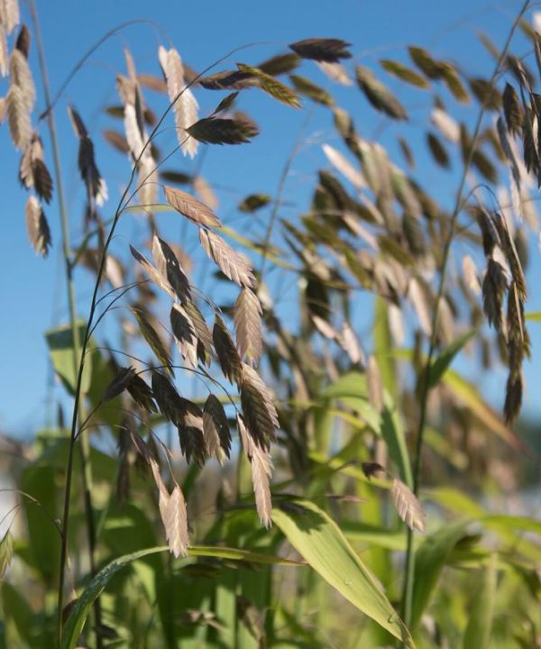Northern Sea Oats - Organic Grass Seed