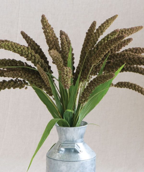 Highlander - Ornamental Grass Seed