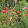 Northern Lights Mix - Flower Seed