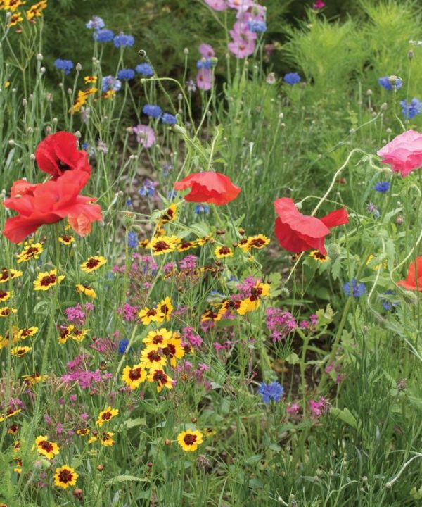 Northern Lights Mix - Flower Seed
