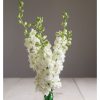 Sublime White - Larkspur Seed