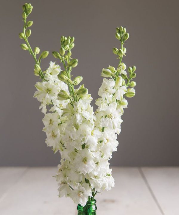Sublime White - Larkspur Seed