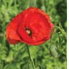 Corn Poppy - Flower Seed