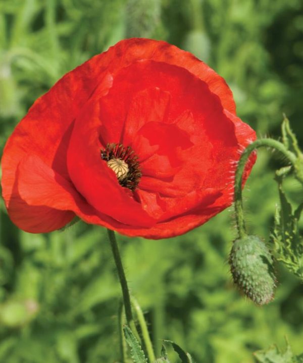 Corn Poppy - Flower Seed