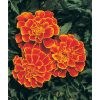 Queen Sophia - Marigold Seed