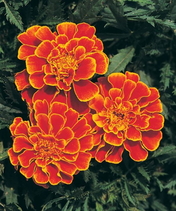Queen Sophia - Marigold Seed