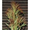 Colored Uprights - Broom Corn Seed