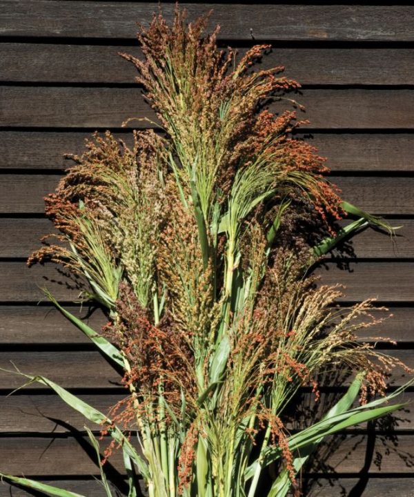 Colored Uprights - Broom Corn Seed