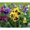 Majestic Giants II Formula Mix - Viola Seed