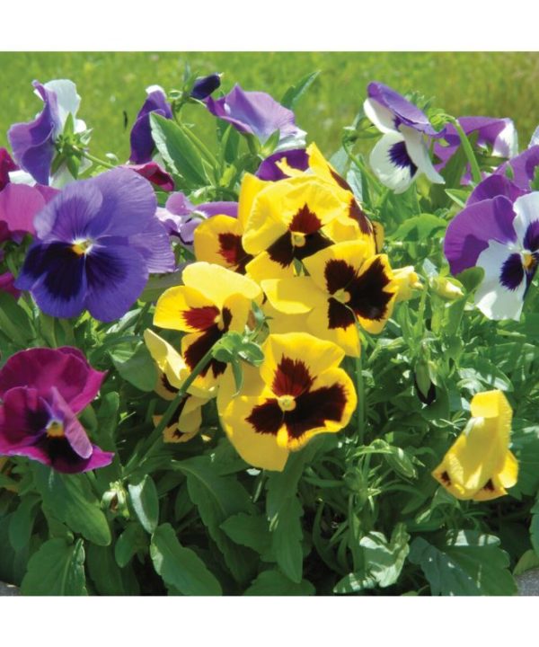 Majestic Giants II Formula Mix - Viola Seed