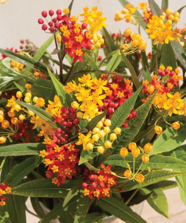 Silky Formula Mix - Asclepias Seed