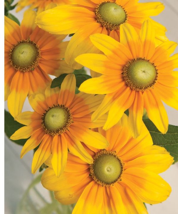Prairie Sun - Film-Coated Rudbeckia Seed