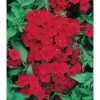 Scarlet - Phlox Seed