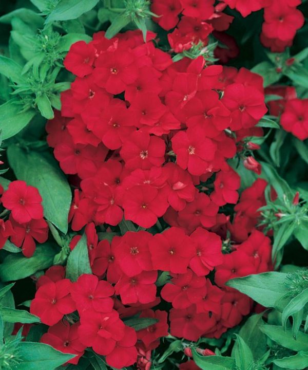 Scarlet - Phlox Seed