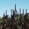 Purple Majesty - (F1) Ornamental Grass Seed