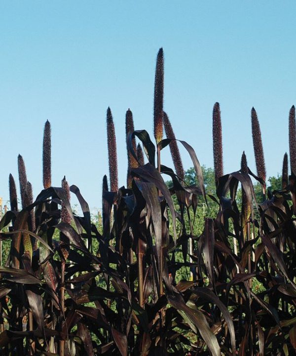 Purple Majesty - (F1) Ornamental Grass Seed