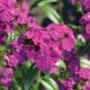 Amazon Neon Purple Dianthus Seed