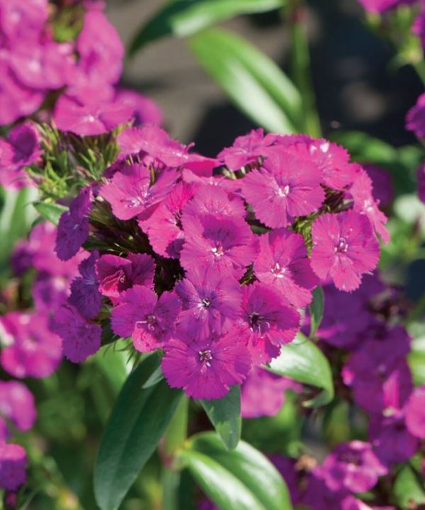Amazon Neon Purple Dianthus Seed