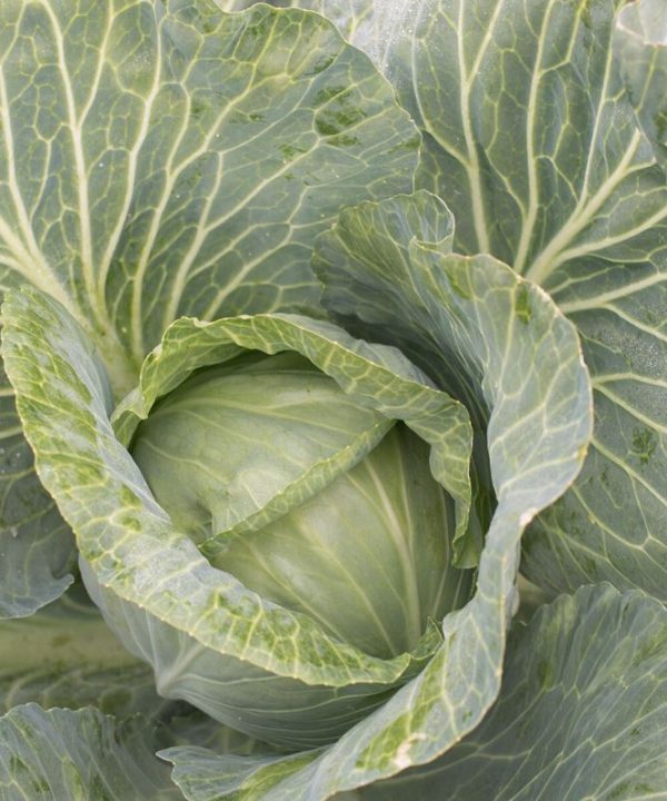 Storage No. 4 - (F1) Cabbage Seed