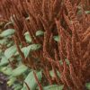 Hot Biscuits - Amaranthus Seed