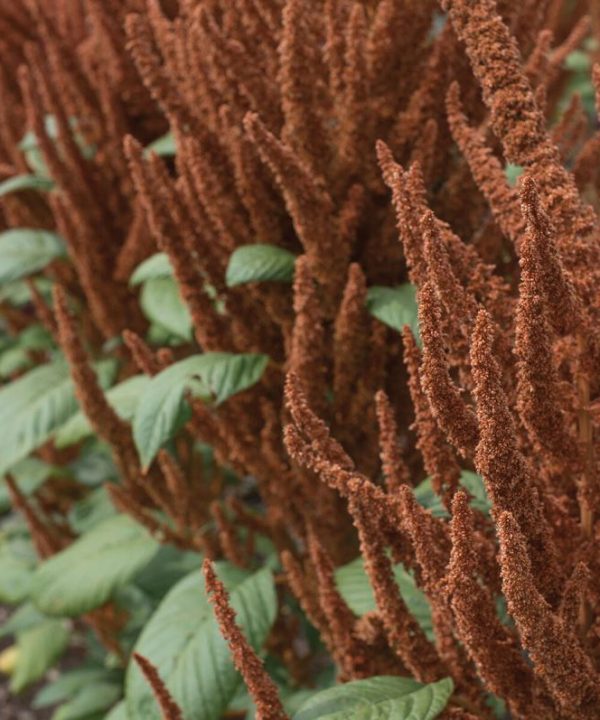Hot Biscuits - Amaranthus Seed