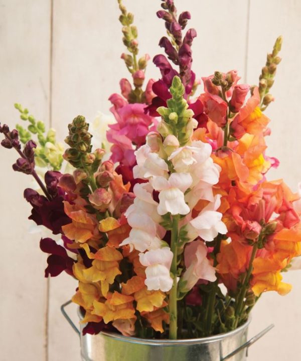 Costa Mix - (F1) Snapdragon Seed