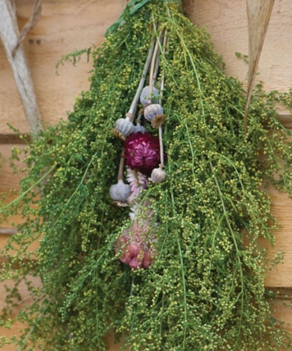 Sweet Annie - Organic Artemisia Seed