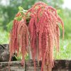 Coral Fountain - Amaranthus Seed