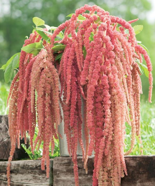 Coral Fountain - Amaranthus Seed