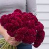 Cramer's Burgundy - Celosia Seed