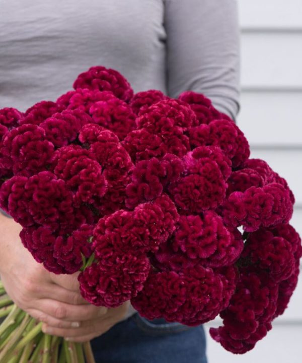 Cramer's Burgundy - Celosia Seed
