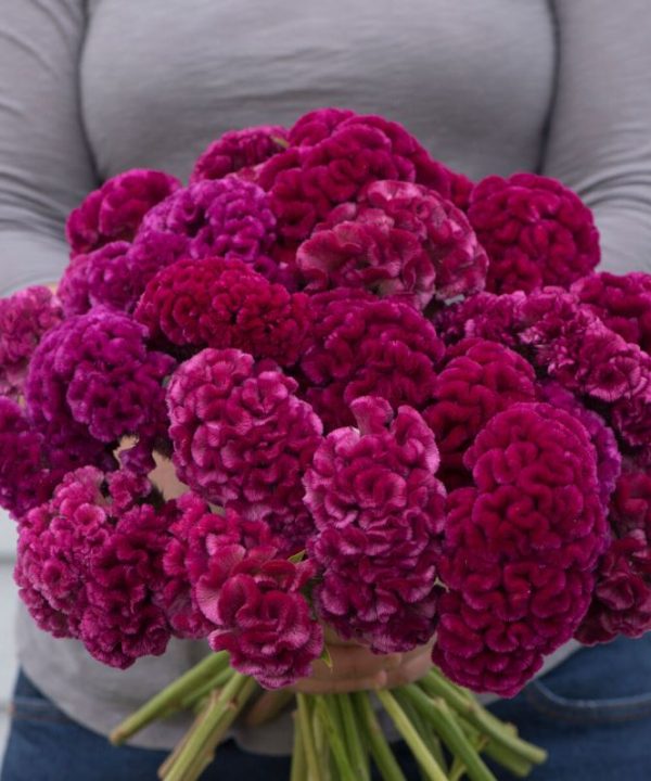 Cramer's Rose - Celosia Seed