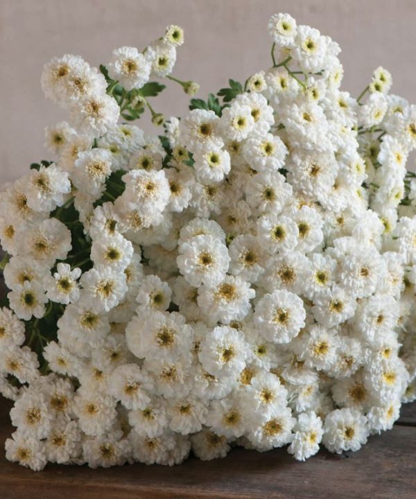 Tetra White - Matricaria Seed