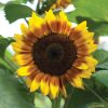 ProCut? Bicolor - (F1) Sunflower Seed