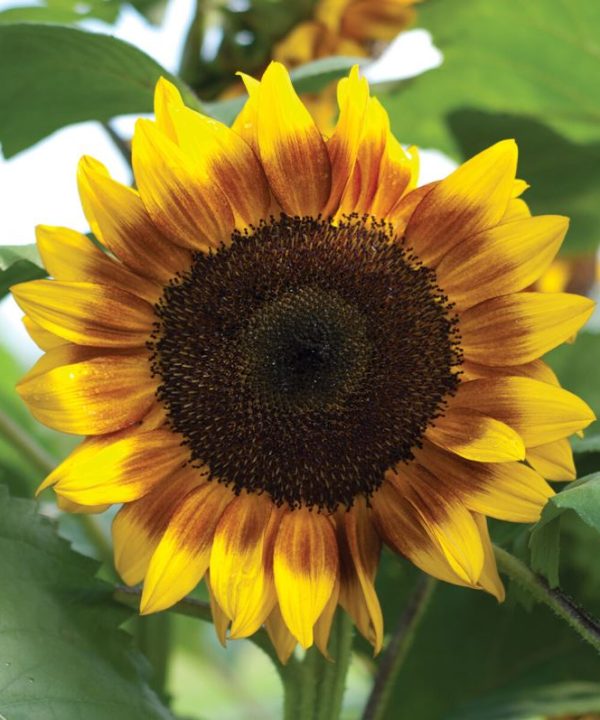 ProCut? Bicolor - (F1) Sunflower Seed
