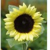 ProCut? Lemon - (F1) Sunflower Seed