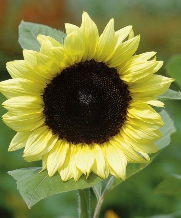 ProCut? Lemon - (F1) Sunflower Seed