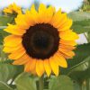 ProCut? Orange - (F1) Sunflower Seed