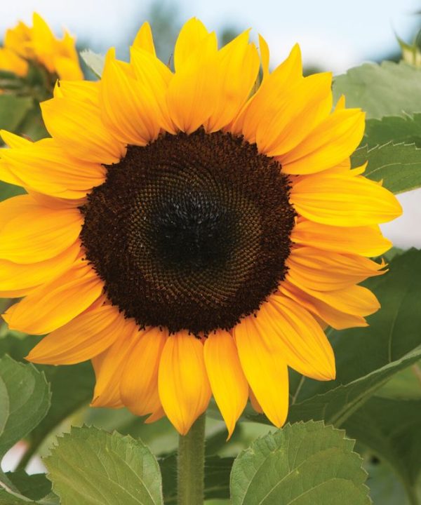 ProCut? Orange - (F1) Sunflower Seed