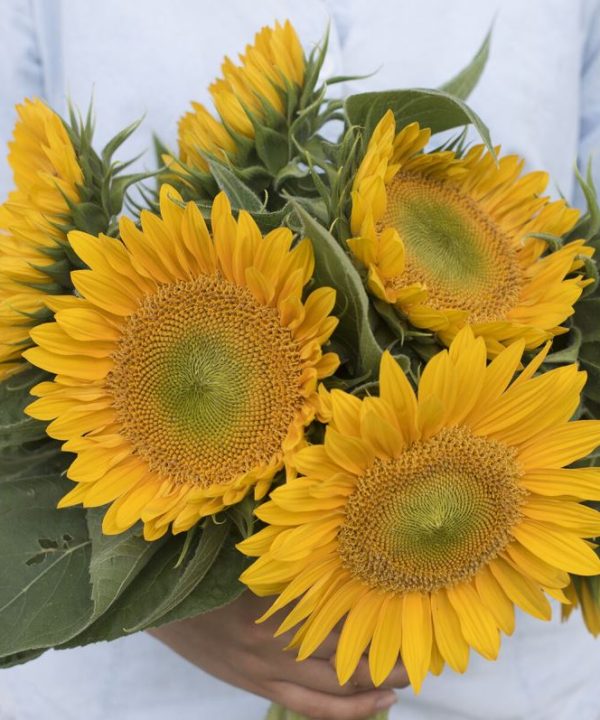 Sunrich Gold - (F1) Sunflower Seed