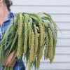 Lime Light Spray Millet - Ornamental Grass