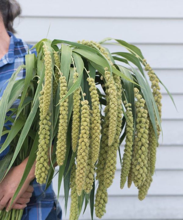 Lime Light Spray Millet - Ornamental Grass