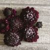 Black Knight - Scabiosa Seed