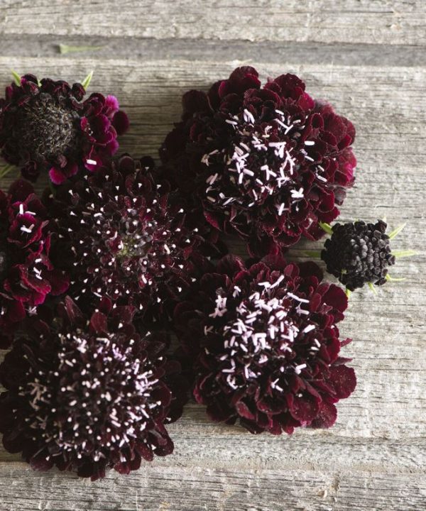 Black Knight - Scabiosa Seed